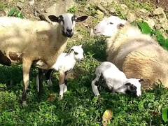 Ovis aries