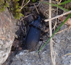 Pterostichus niger