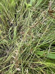 Cyperus bipartitus