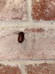 Phyllophaga
