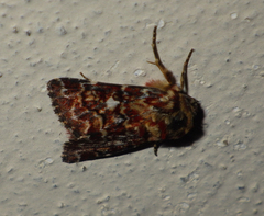 Anarta myrtilli