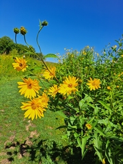 Helianthus grosseserratus