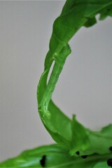 Trichoplusia ni