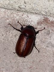 Phyllophaga
