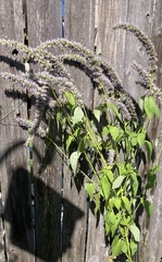 Agastache foeniculum