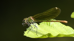 Calopteryx xanthostoma