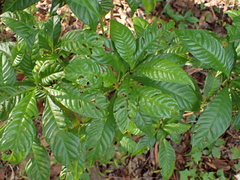 Psychotria nervosa