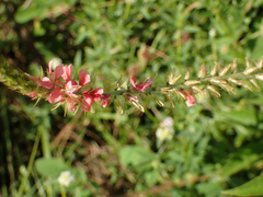 Indigofera hirsuta