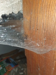 Tegenaria ferruginea