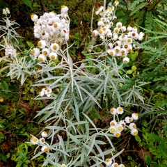 Anaphalis margaritacea