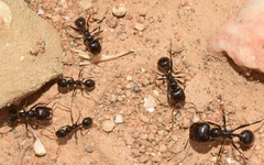 Messor barbarus