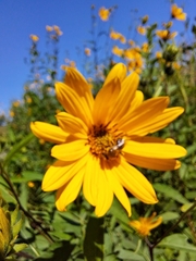 Helianthus grosseserratus