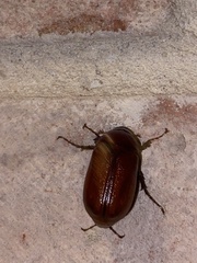 Phyllophaga