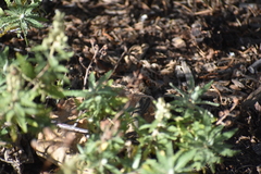 Sceloporus tristichus