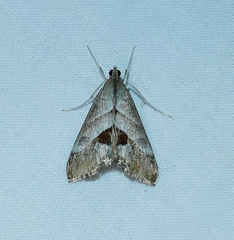 Evergestis triangulalis
