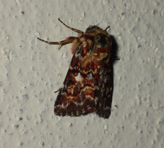 Anarta myrtilli
