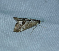 Evergestis triangulalis