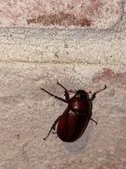 Phyllophaga