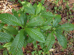 Psychotria nervosa