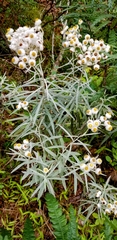 Anaphalis margaritacea