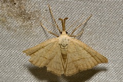 Polypogon tentacularia