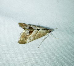 Evergestis triangulalis