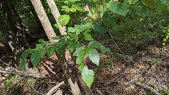 Fagaceae