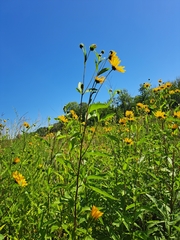 Helianthus grosseserratus