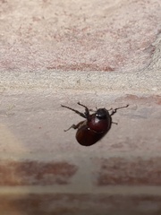 Phyllophaga