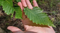 Fagaceae