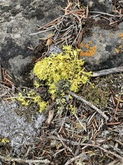 Vulpicida juniperinus