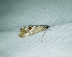 Evergestis triangulalis