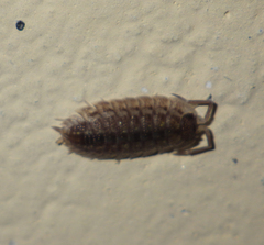 Porcellio spinicornis