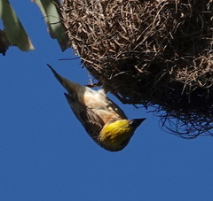 Ploceus philippinus