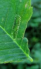 Phyllonorycter argentinotella