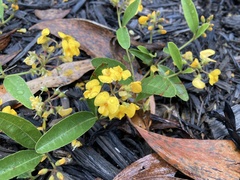 Podolobium scandens