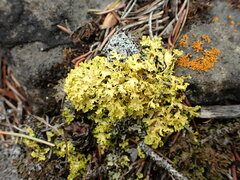 Vulpicida juniperinus