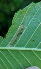 Phyllonorycter argentinotella