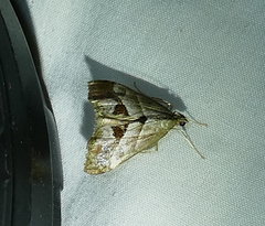 Evergestis triangulalis