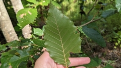 Fagaceae