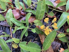 Podolobium scandens