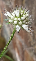 Dipsacus pilosus