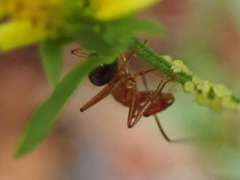 Camponotus floridanus