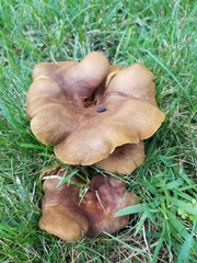 Boletinellus merulioides