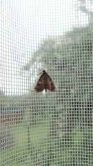 Udea fulvalis