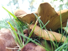 Boletinellus merulioides