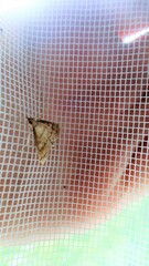 Udea fulvalis