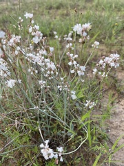Eriogonum