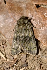 Craniophora ligustri