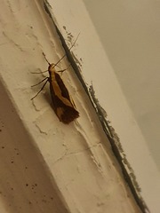 Harpella forficella